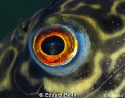 Always beautiful by Eduard Bello 